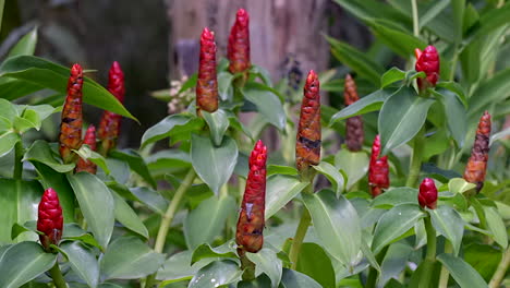 unas atractivas flores alargadas, que crecen naturalmente en un hermoso jardín en un parque en singapur - primer plano