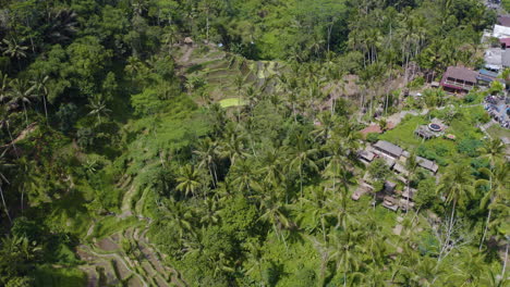 bird's eye view perspective of tegalalang rice terrace in ubud, bali indonesia main city