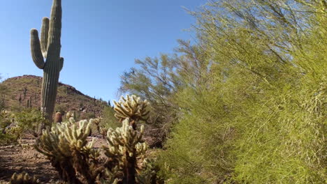 Paisaje-Botánico-Del-Desierto-Con-Icónicos-Cactus-Saguaro:-Fondo:-Disparo-Estático-E-Inmóvil