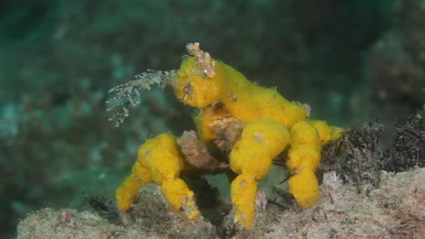 a yellow decorator crab hyastenus elatus  using soft coral sponges to camouflage its shell
