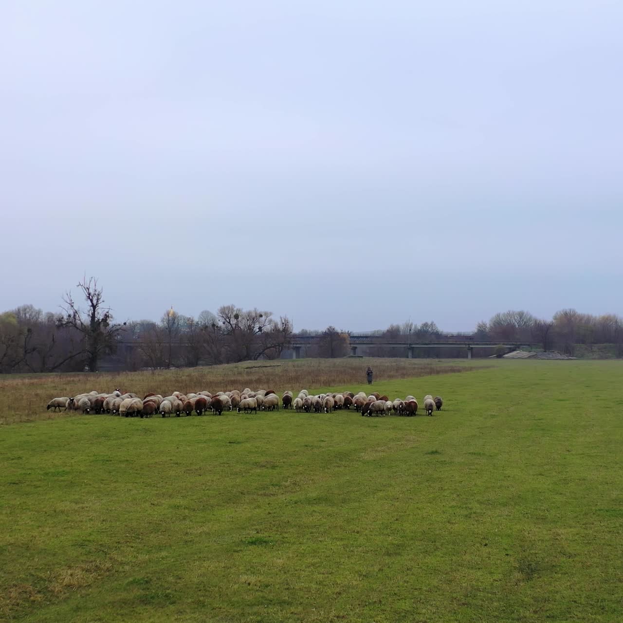 Pasture with domestic animals. Flock of sheep grazing on field in the countryside. Woolly sheep in herd on meadow in cold season.