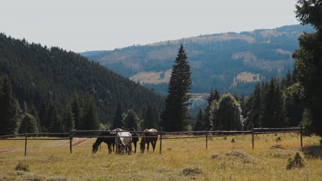 Herd-Of-Horses-Grazing-At-The-Fenced-Meadow-On-A-Sunny-Day