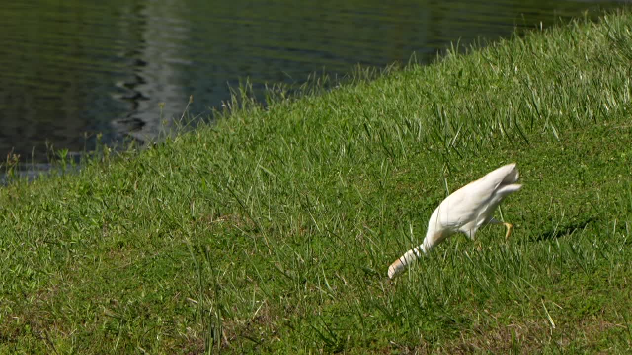 Cattlel egret going after a bug