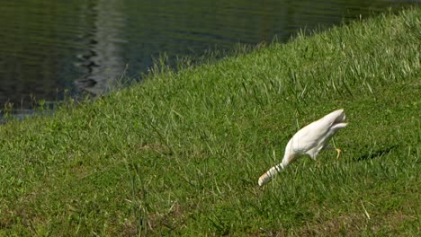 cattlel egret going after a bug