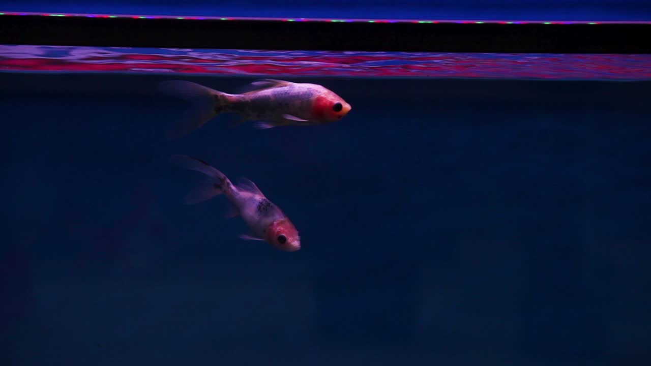 рыба-шубункин вплывает в кадр, а затем снова быстро удаляется