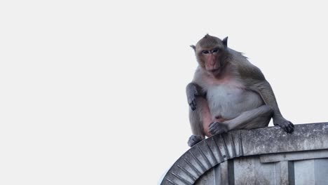 Long-tailed-Macaque,-Macaca-fascicularis,-Lop-Buri,-Thailand