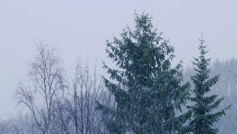 Snow falls in Norwegian forest tree tops