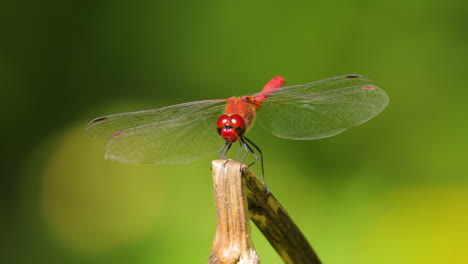 La-Libélula-Escarlata-(crocothemis-Erythraea)-Es-Una-Especie-De-Libélula-De-La-Familia-Libellulidae.-Sus-Nombres-Comunes-Incluyen-Dardo-Escarlata-Ancho-Y-Dardo-Escarlata-Común.