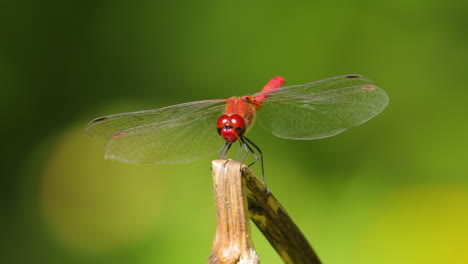 la libélula escarlata (crocothemis erythraea) es una especie de libélula de la familia libellulidae. sus nombres comunes incluyen escarlata ancha, darter escarlata común.