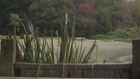 wooden boards with lake plants and beach behind for backgrond