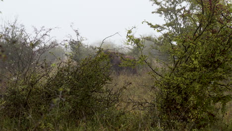 bisonte europeo comiendo hojas de un arbusto en un matorral,foggy,chequia