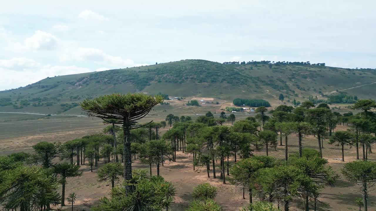 Şili, Lonquimay'da uzun araucaria ağaçları arasından, kurak bir ovanın ve yeşil bir tepenin üzerinden uçan drone.