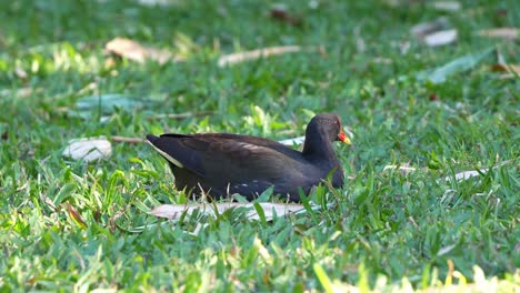 A-dusky-moorhen-roosting-and-resting-on-the-green-grassy-lawn,-close-up-shot