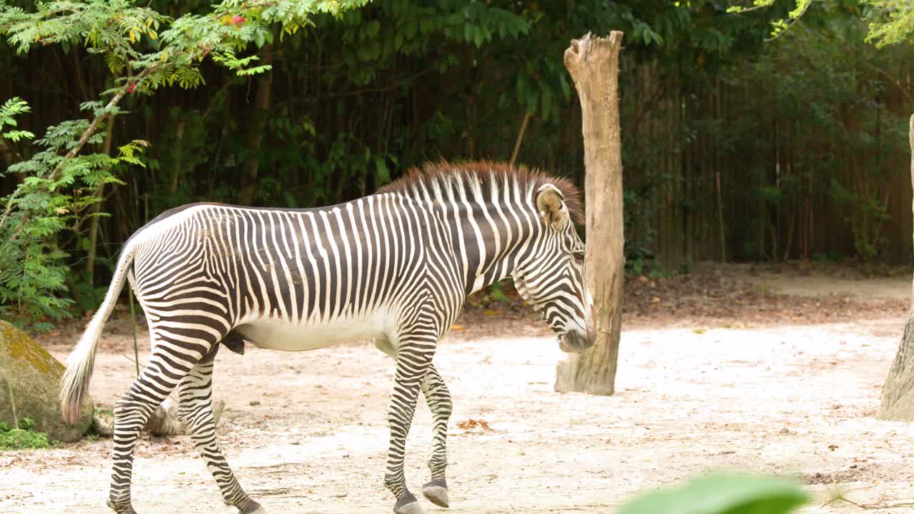 A Grevy's zebra walks across a sandy path within a green, forested zoo enclosure