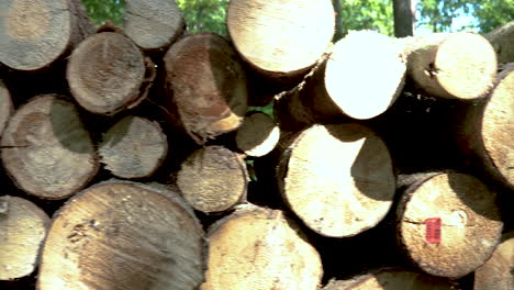 fast-slide-stack-of-felled-tree-in-the-forest-by-the-roadside,-insects-fly-in-the-sun