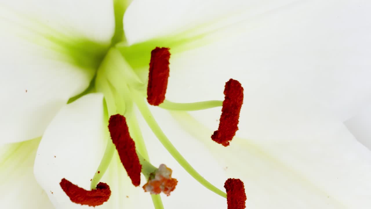 Detailed view of a white lily's stamen and petals, highlighting vibrant red and soft textures.