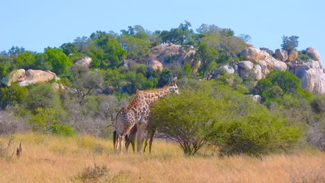 giraffes eating tree leaves over open savannah of kruger national park, south africa