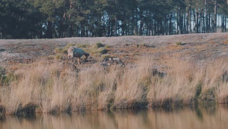 cows eating grass in the wide grassland area near a peaceful water - wide shot