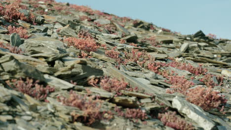 paisaje rural de pizarra en cámara lenta con plantas rojas