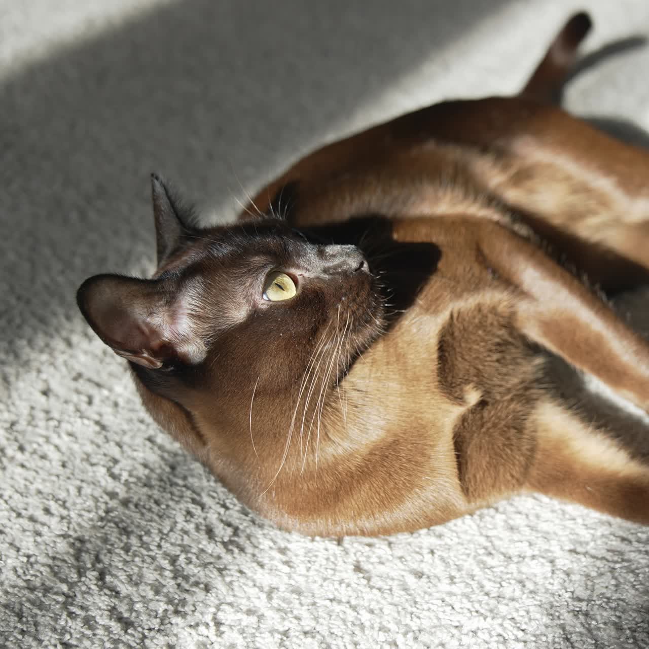 Un bellissimo gatto si riposa su un tappeto confortevole. Un gatto Burmese marrone di razza sdraiato sul pavimento alla luce del sole che guarda di lato