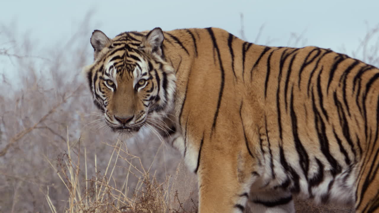 호랑이가 카메라를 향해 돌아갑니다. 중간 입니다.