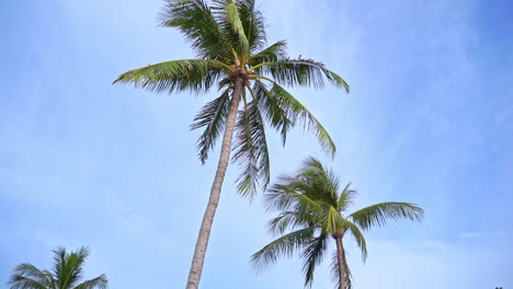 coconut palm trees on cloudy sky background and daytime slow-motion pan left