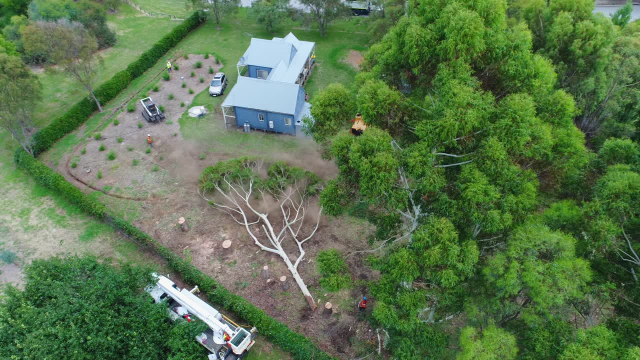 disparo de avión no tripulado de árbol cortado cayendo al suelo