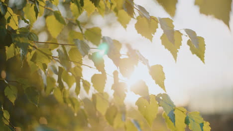 sunlit birch leaves