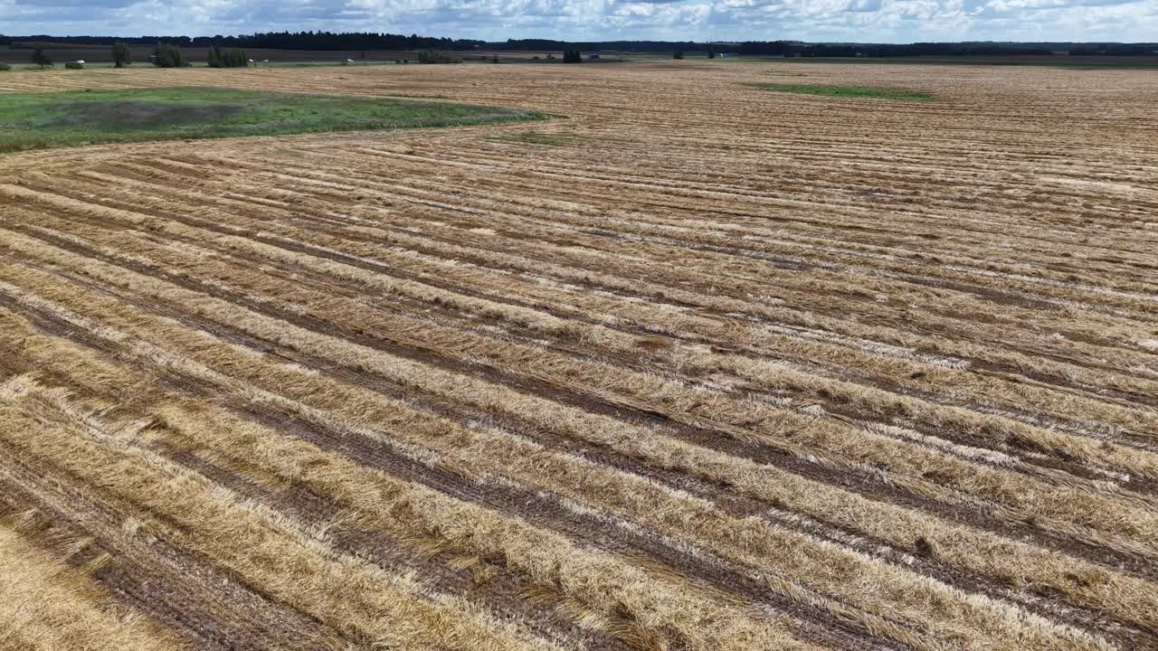 Rain-damaged crops in Lithuanian fields outside Vilnius, evoke resilience