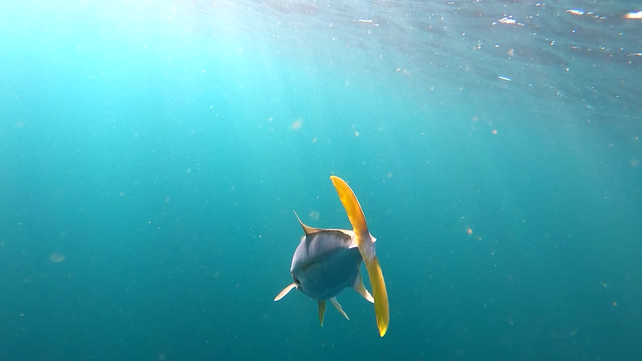 입에 숟가락 미끼를 물고 있는 방어 물고기는 물을 통해 흐르는 광선 사이에서 헤엄칩니다.