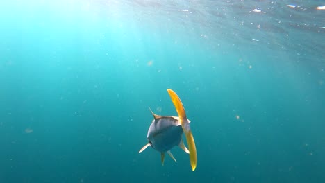 yellowtail fish with spoon lure in mouth swims amongst light rays streaming through water