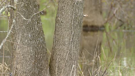 A-Yellow-rumped-warbler,-Setophaga-coronata,-lands-on-a-branch-of-a-Ash-Tree-to-feed-on-insects-in-the-spring