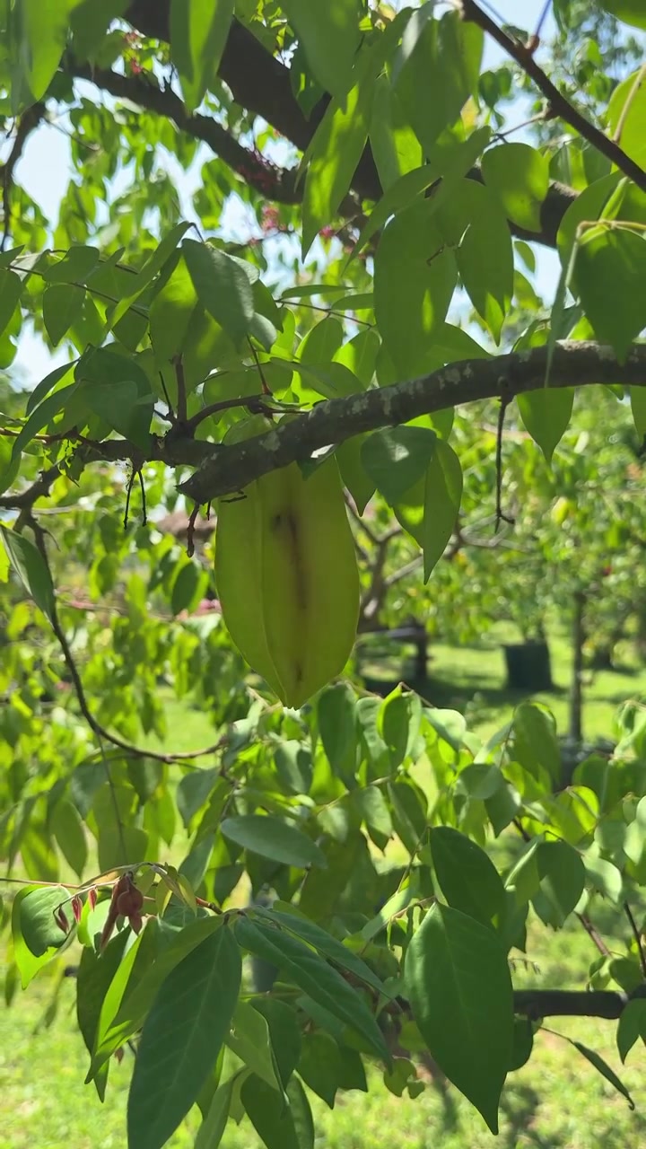 Una singola carambola appesa a un ramo d'albero in un frutteto soleggiato