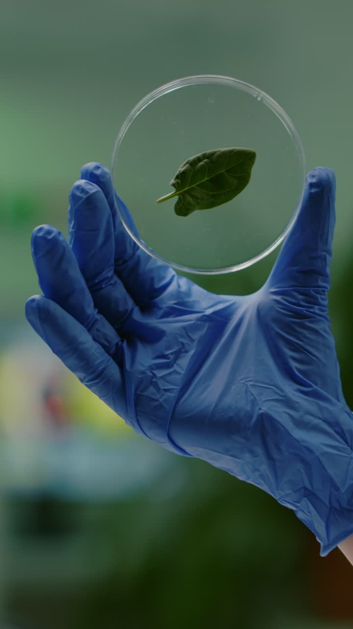 Gloved hand holding a petri dish with a green leaf