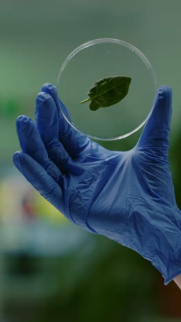 gloved hand holding a petri dish with a green leaf