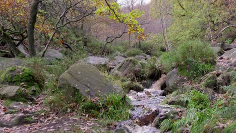 Peaceful-and-relaxing-autumn-winter-woodland,-slow-stream,-golden-oaks,-and-fallen-leaves-in-a-tranquil-scene