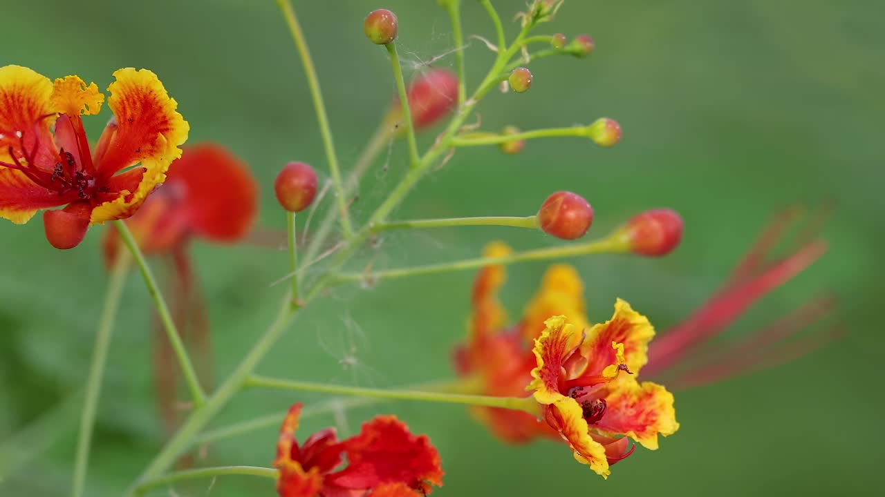 Close-up of red and yellow flowers with delicate petals and buds against a soft green background.