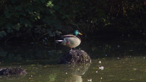 un gran pato macho parado sobre una roca en un lago turbio en cámara lenta