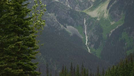 Wind-blowing-trees-with-mountain-waterfall-behind