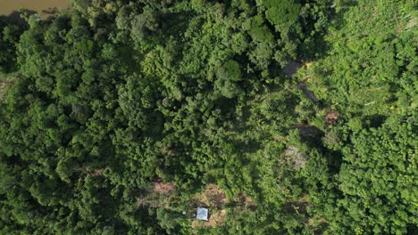 Top-Aufnahme-Des-Dichten-Amazonas-Regenwalds-In-Kolumbien