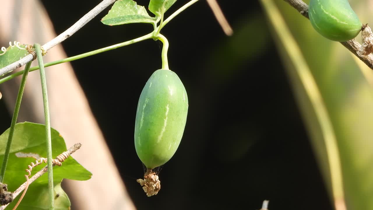 Ivy Gourd - food- seeds . green