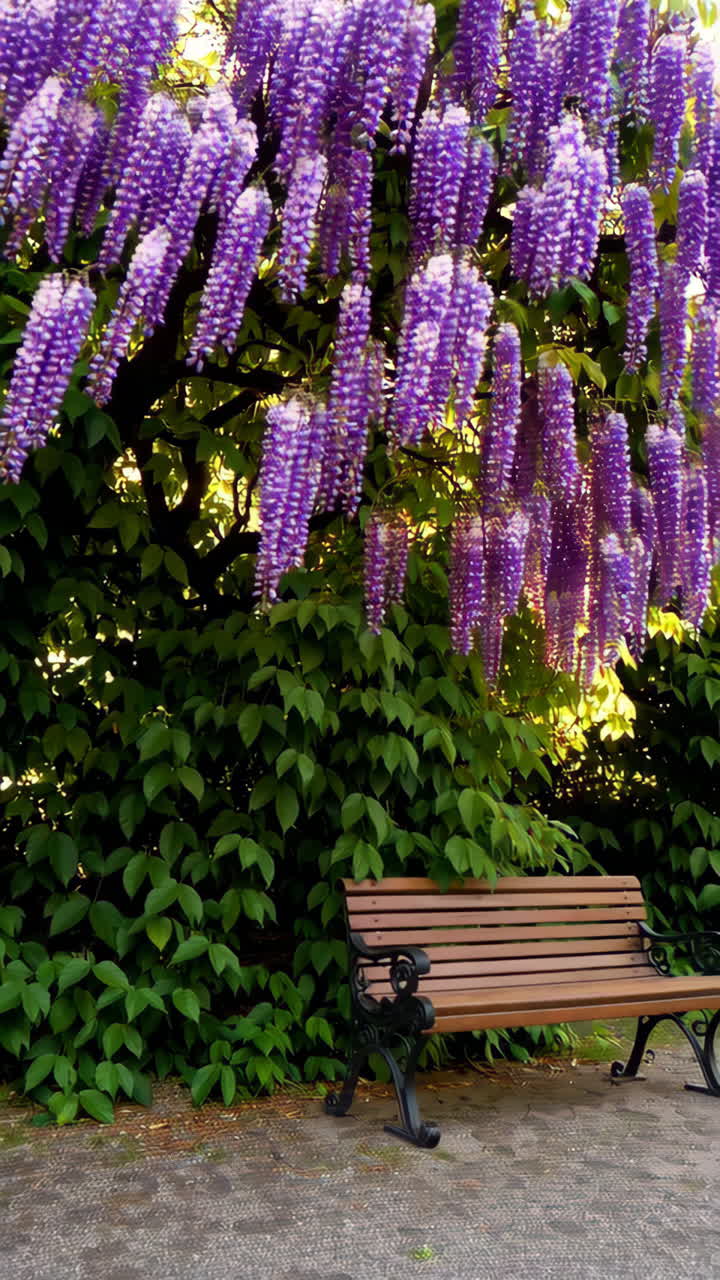 Purple Wisteria and Wooden Park Bench