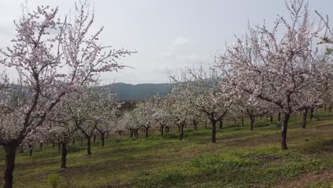 almond blossom in spring