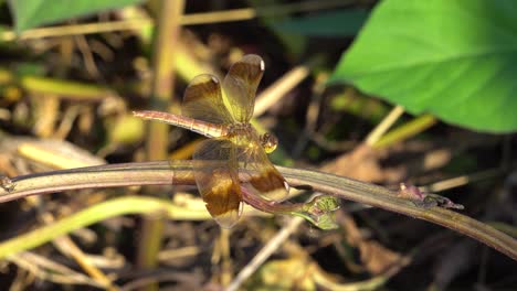 Exotische-Skimmer-Libelle,-Die-Bei-Sonnenuntergang-Auf-Dem-Stamm-Der-Pflanze-Thront