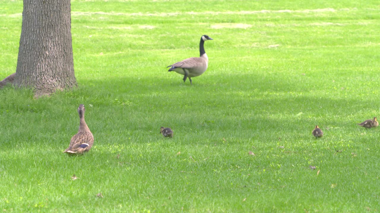 거위 가문 은 그늘진 공원 을 즐긴다