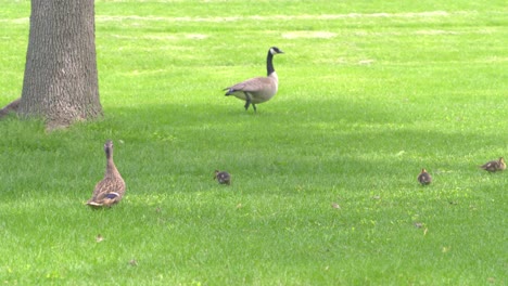una familia de gansos disfruta de un parque sombreado