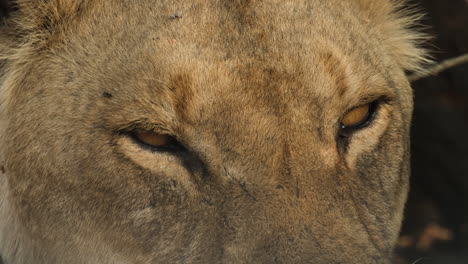 extremo primer plano de la cara de un león con los ojos cansados