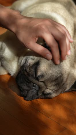 a hand gently touching a sleeping pug