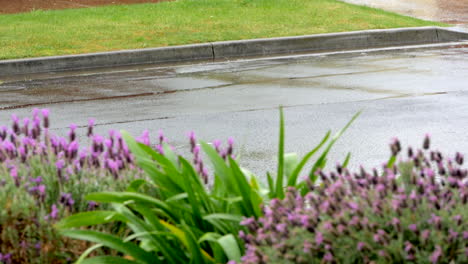 Fuertes-Lluvias-Repentinas-En-Una-Calle-Suburbana-Con-Cama-De-Jardín-En-Primer-Plano