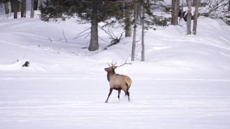 elk bull running across frozen lake